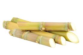 Sugarcane
